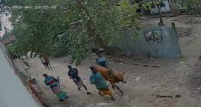 ইউনিয়ন আওয়ামী লীগের সাধারণ সম্পাদকের ছেলের বিরুদ্ধে গরু চুরির অভিযোগ!