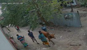 ইউনিয়ন আওয়ামী লীগের সাধারণ সম্পাদকের ছেলের বিরুদ্ধে গরু চুরির অভিযোগ!