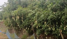 মোরেলগঞ্জে কাটিমন আম চাষে কৃষকের সফলতা,